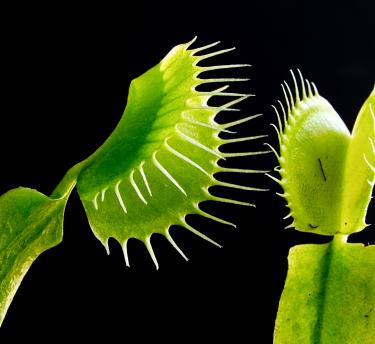A close up of the green venus fly trap plant